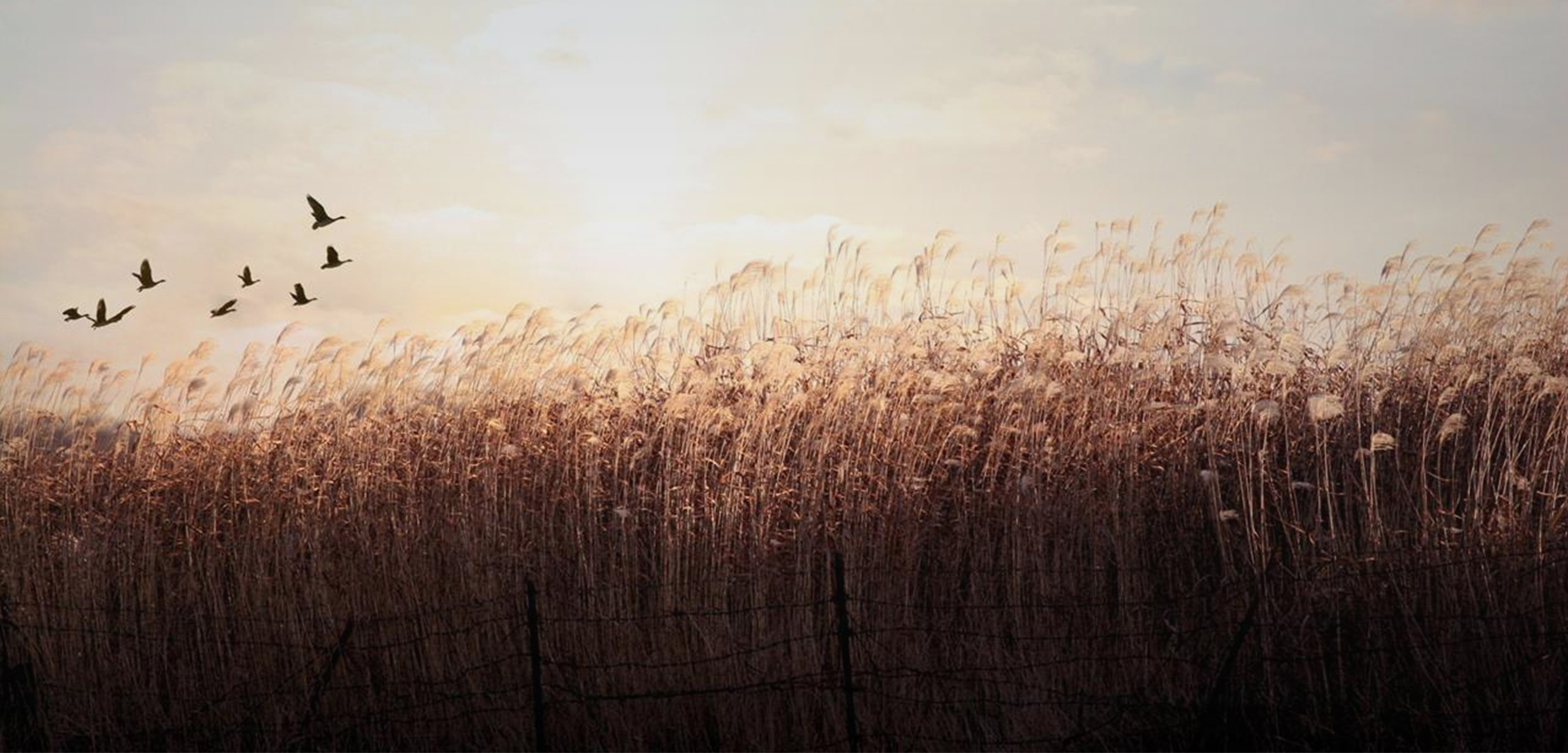 此時(shí)無(wú)聲勝有聲