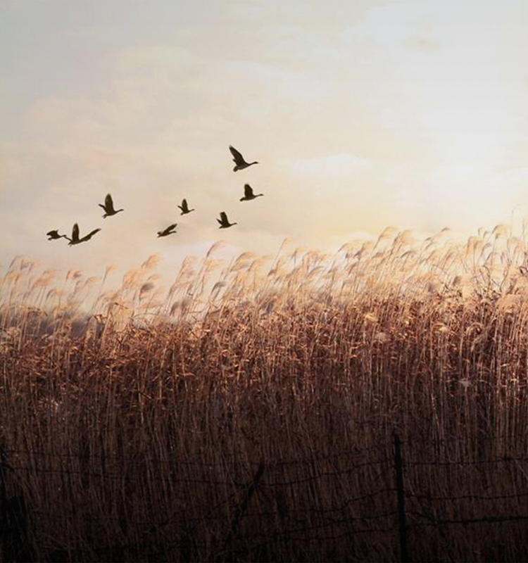 此時(shí)無(wú)聲勝有聲